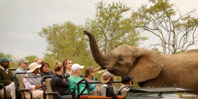 How fun is an African Safari?  Get up close to the beautiful creatures roaming the lands.  
