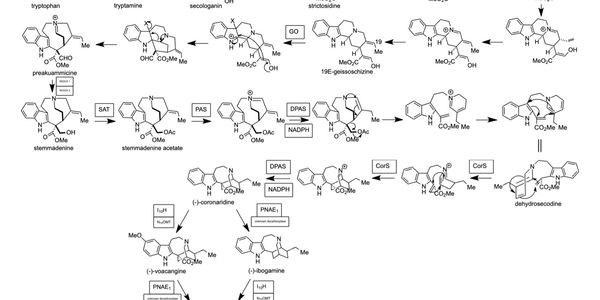 Science of Ibogaine