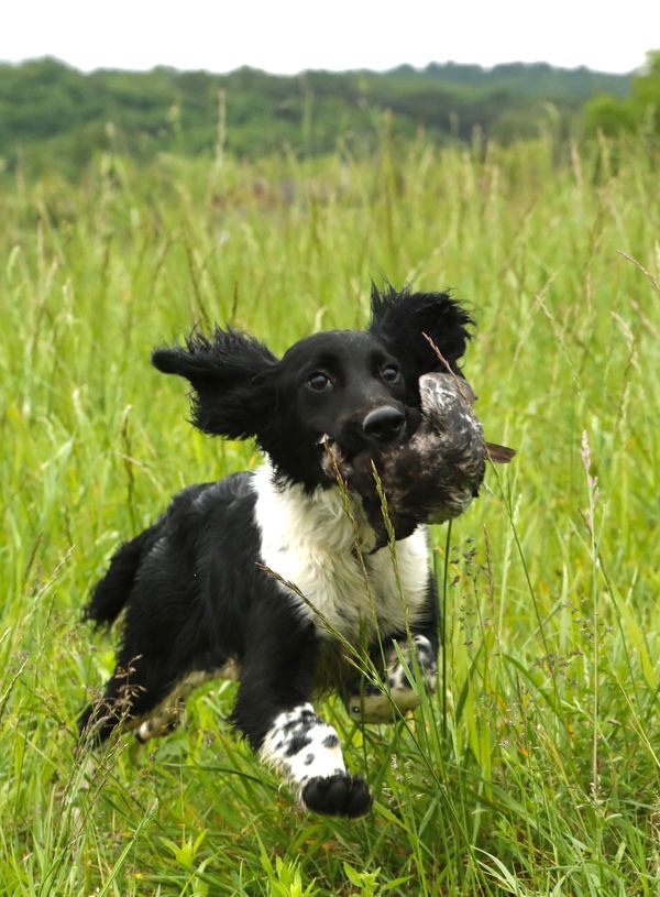 Black and white dog running with a bird in its mouth.