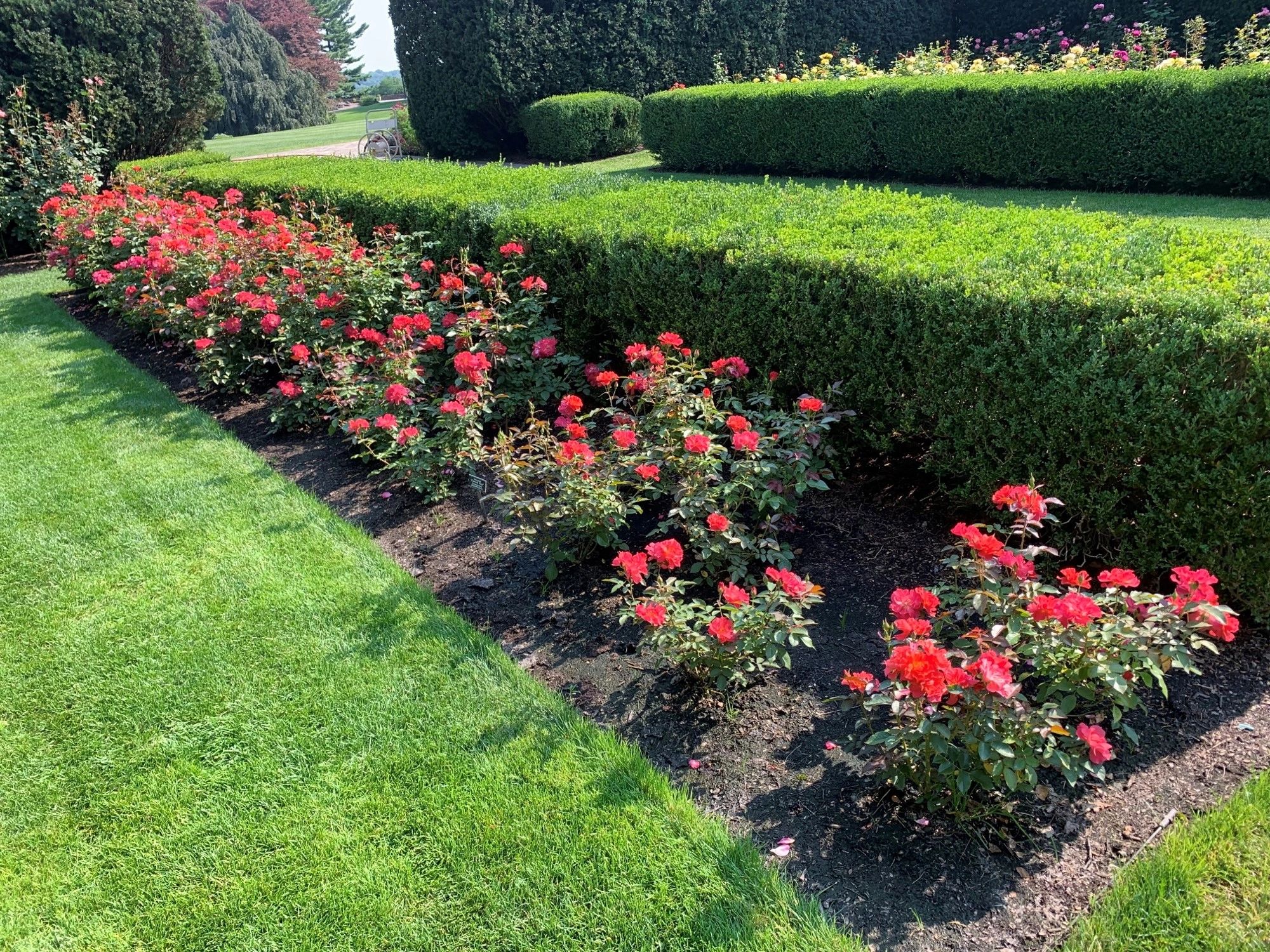 A well-maintained garden with red flowers and neatly trimmed green hedges.