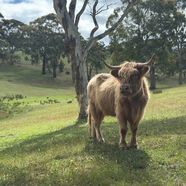 A Highland cow standing on a grassy hill with trees in the background.
