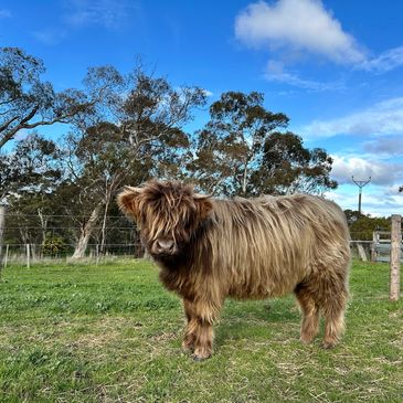 A shaggy Highland cow standing on green grass under a blue sky.