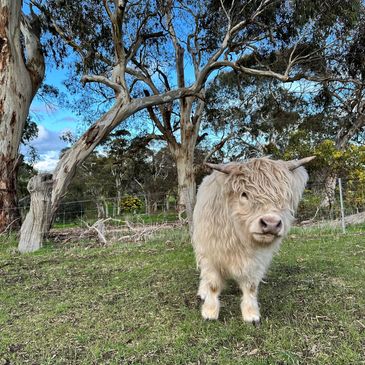 A fluffy Highland cow calf standing on grass near trees under a blue sky.