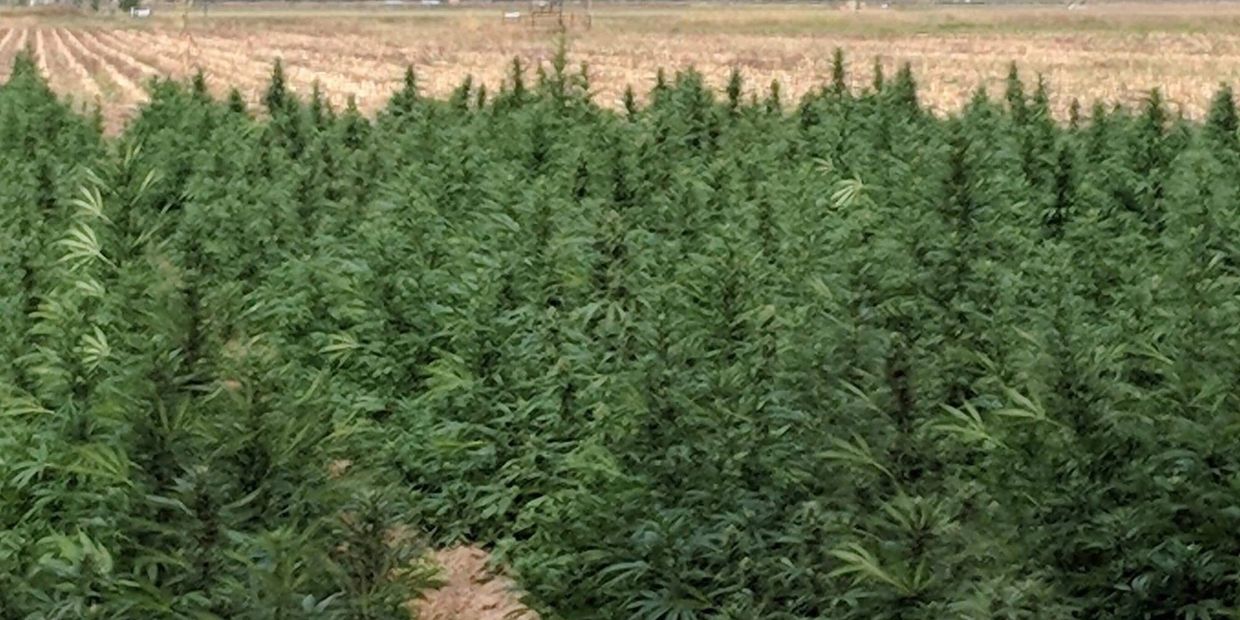 Wildcat Grow LLC is part of a small, family owned farm located in Platteville, Colorado, 