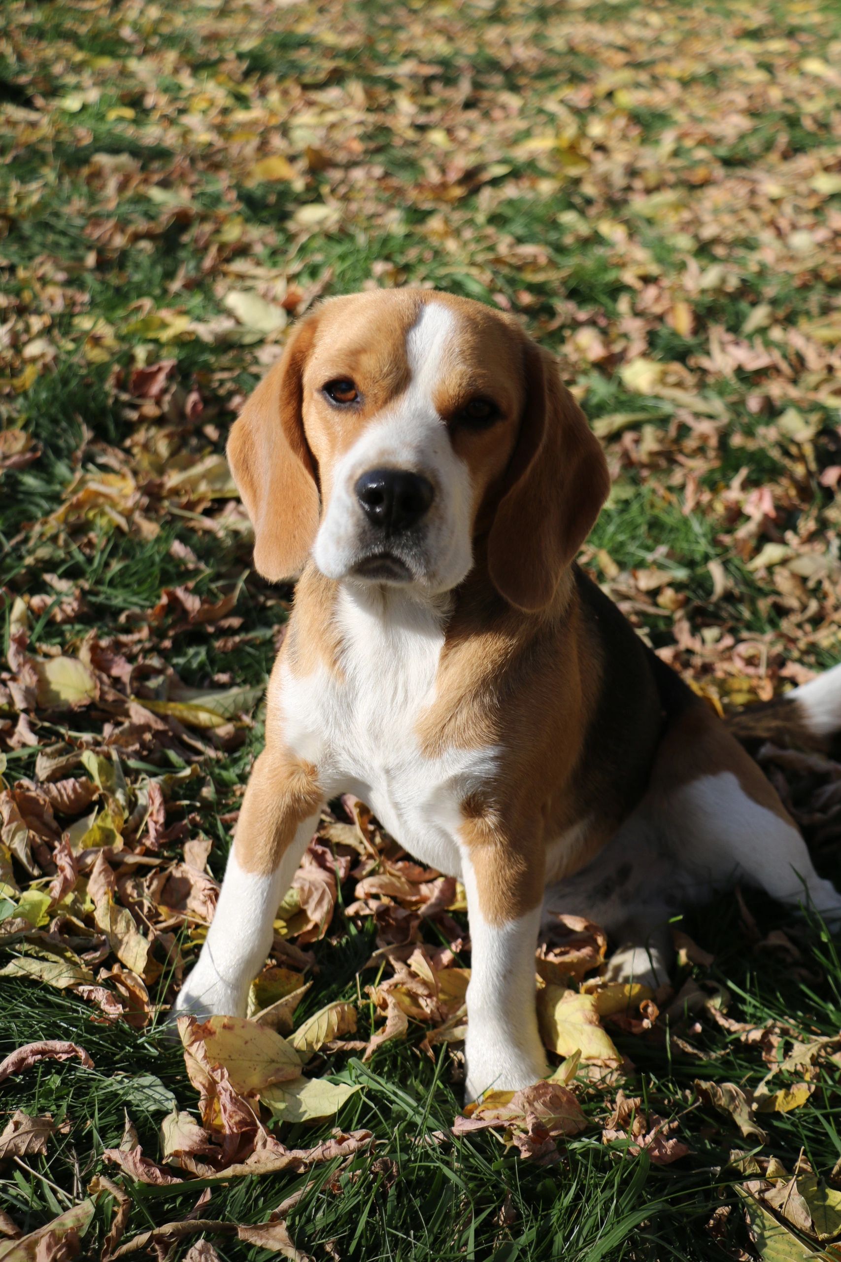 Beagle dog sitting on grass with autumn leaves.