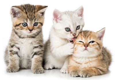 Three adorable kittens sitting close together on a white background.