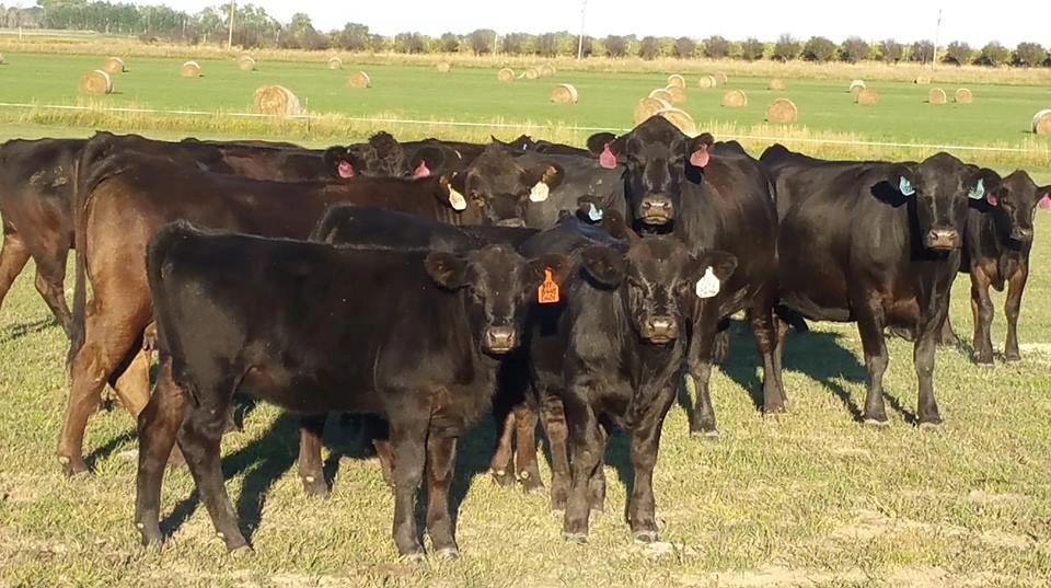 Boulder Beef LLC photo