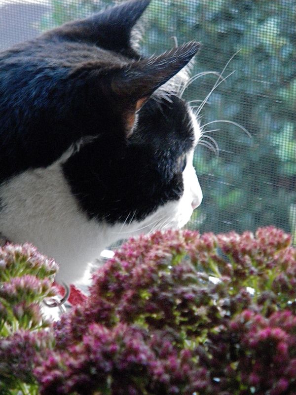 JUMPY - "Guarding the Neighborhood".  tuxedo cat looking out window from behind bouquet of pink flow
