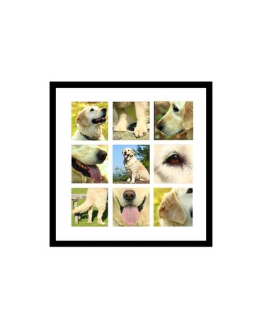 LUNA - golden retriever. 9 sq images, various body parts, eye, nose, tail. paws, etc. sq frame
