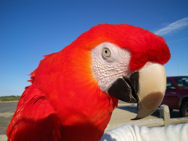 Closeup portrait of red-feathered macaw against blue sky