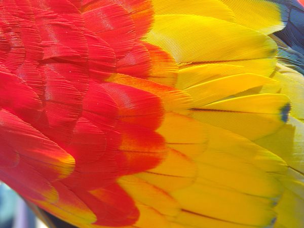 closeup detail of red and yellow wing feathers of macaw