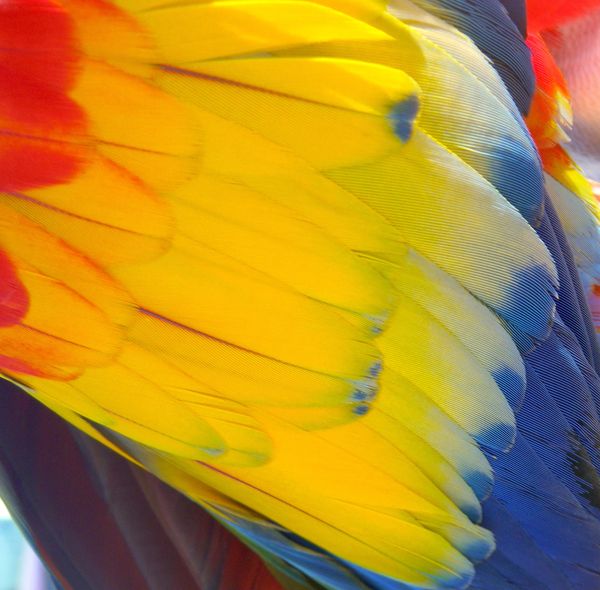 closeup detail of yellow and blue wing feathers of macaw