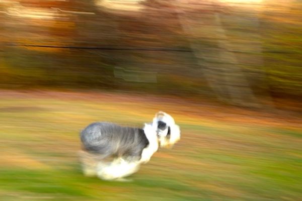 WAFFLES - Old English Sheepdog racing across a field. Image is blurred to indicate speed