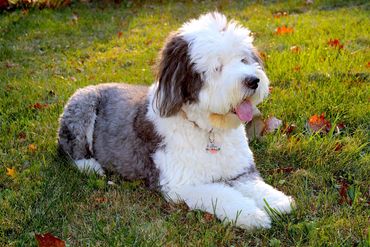 WAFFLES -  Old English Sheepdog crouching royally sphinx-style on lawn, backlit by setting sun