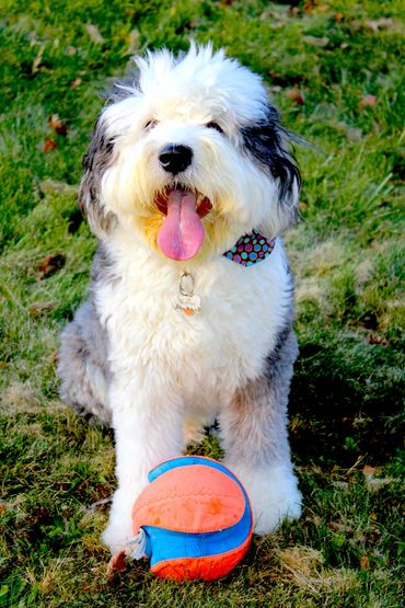 WAFFLES - Old English Sheepdog sitting on lawn with orange ball between front paws, wants to play