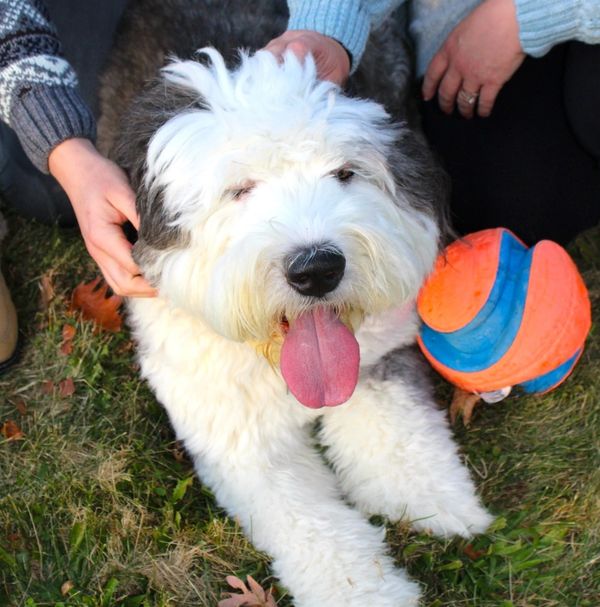 WAFFLES - Old English Sheepdog, crouching next to orange&blue ball, parents' hands petting him.