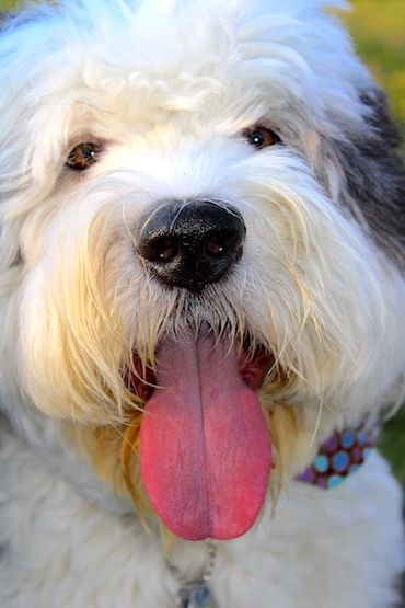 WAFFLES - Closeup portrait of Old English Sheepdog with eyes almost lost in fur,  giant pink tongue