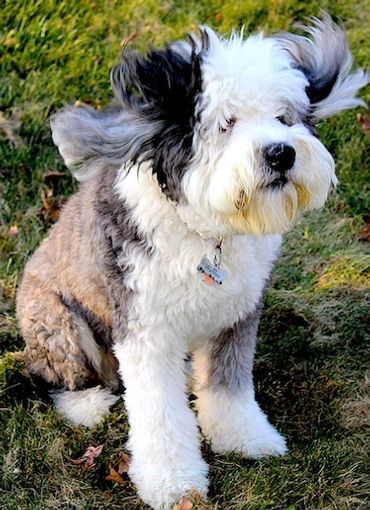 WAFFLES - Old English Sheepdog, ears flying in the air