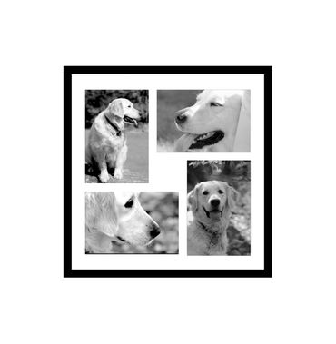 LUNA - golden retriever. four back & white images, two vertical and two horizontal in single frame