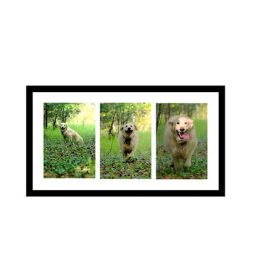 LUNA -  Golden retriever running thru forest, each of 3 images closer towards the observer. horizont