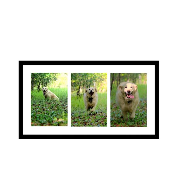 LUNA -  Golden retriever running thru forest, each of 3 images closer towards the observer. horizont