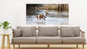 TOMMY - ROOM VIEW: large 5 x 3.5' canvas-wrapped image of brown and white dog running through lake w