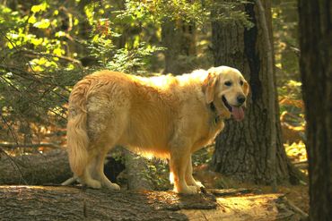 LUNA in forest standing on log, which she loves to do. Backlit by sun.