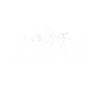 Earwig