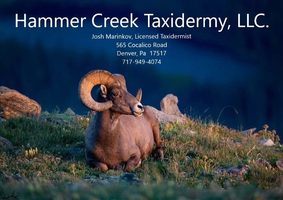 Taxidermy classes near me