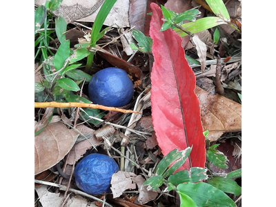 Blue marbles (rudraksha fruit) and red rudraksha leaf, Oahu, Hawaii
