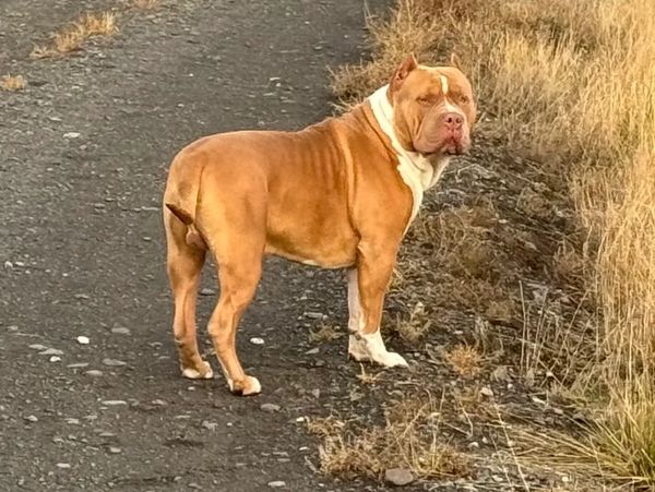 Name: Big Daddy Kane
Height: 24" TTW
Weight: 124lbs
Head: 25"