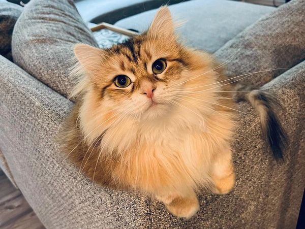 Sweet and loving look from a Forest Siberian Cat