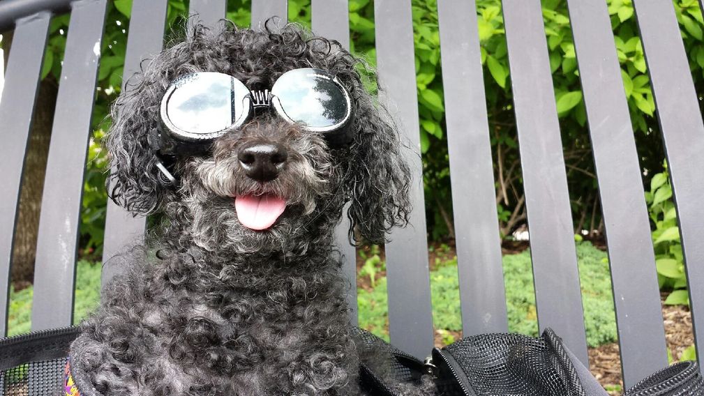 Winston Medical Service Dog Wearing  UV Blocking Sunglasses to Prevent Cataracts & Damage 1 Cool Dog