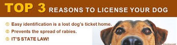 Dog Licenses