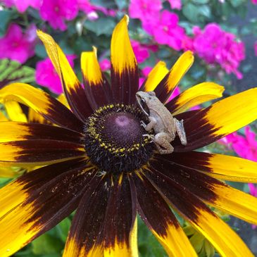A small frog perched on a yellow and brown flower with pink flowers blurred in the background.