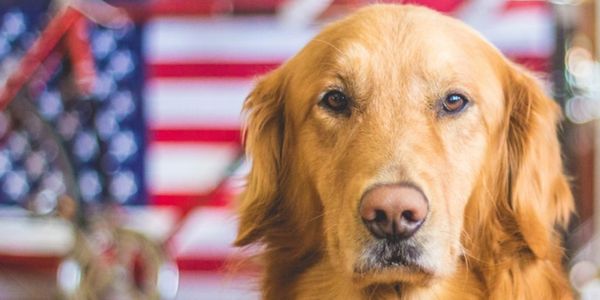 Golden retriever in shop standing in front of a US Flag