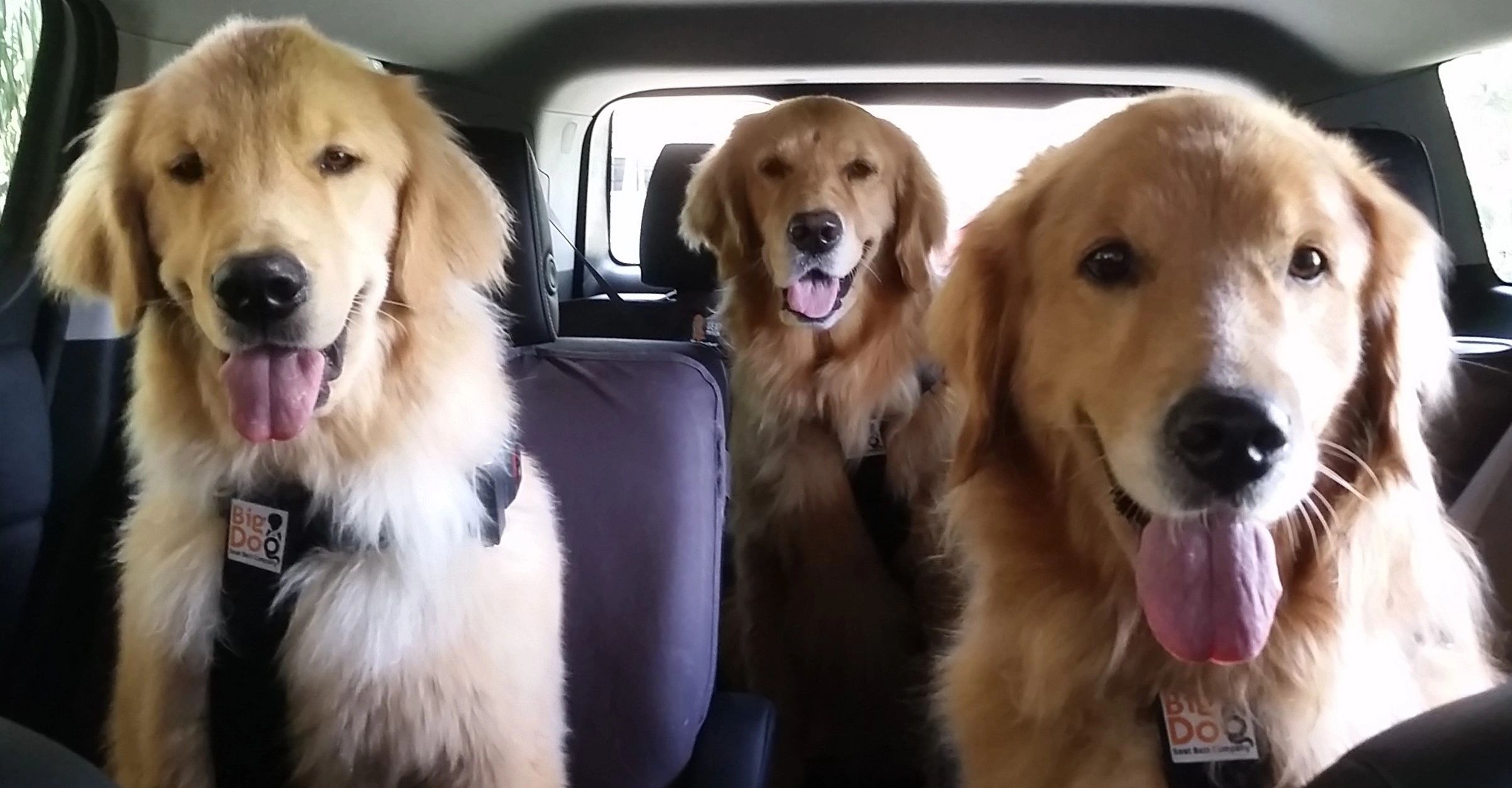 Three Golden Retrievers "Real Customers" are wearing their Big Dog Seat Belts riding in a van.