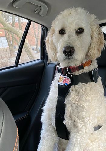 Best Dog Car Seat Belt