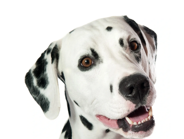 Young Dalmatian dog