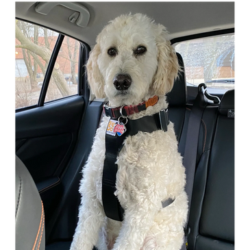 Goldendoodle wearing Big Dog Seat Belt