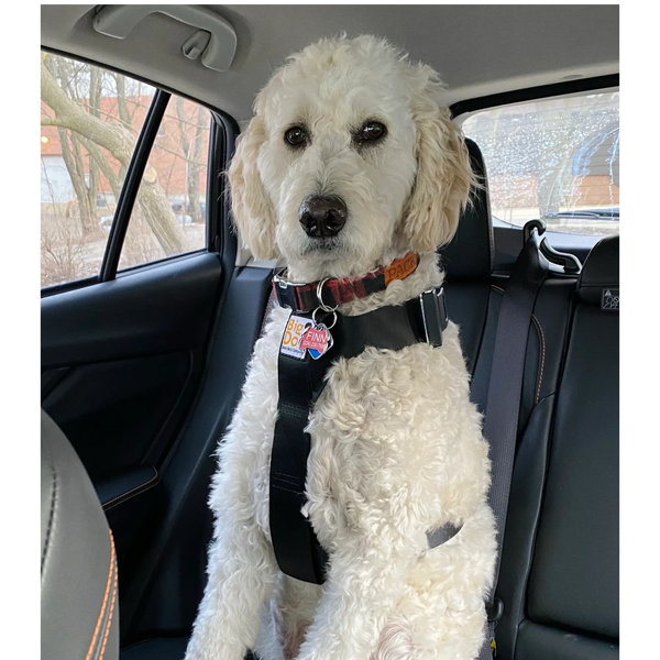 Goldendoodle wearing Big Dog Seat Belt