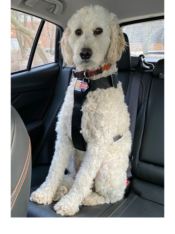 golden doodle wearing Big DOg Harness sitting in car