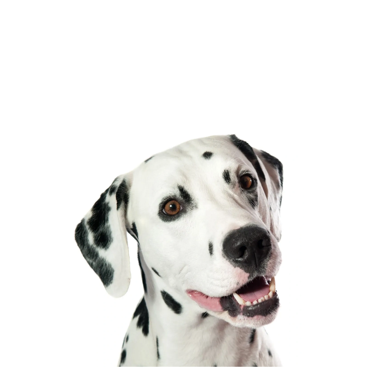 Dalmatian Dog Portrait