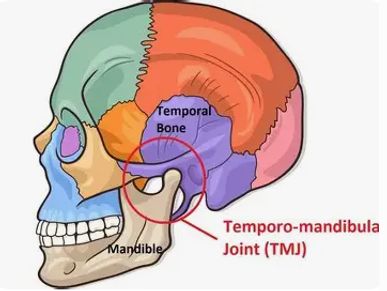 Tempero-mandibula Joint (TMJ)