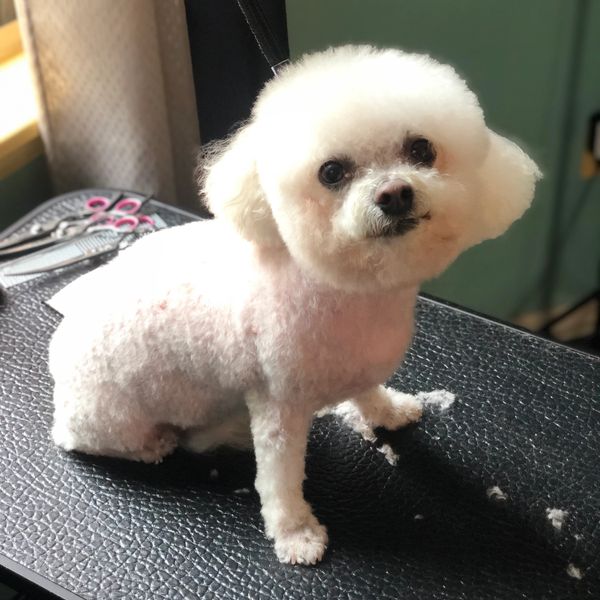 Bichon Frise 
