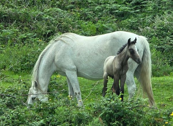 A white horse grazing with a foal standing close by in a green field.