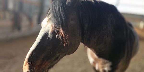 Close-up of a horse's head with sunlight highlighting its features.