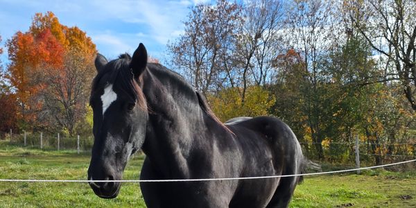 A black horse standing in a green field with autumn trees in the background.