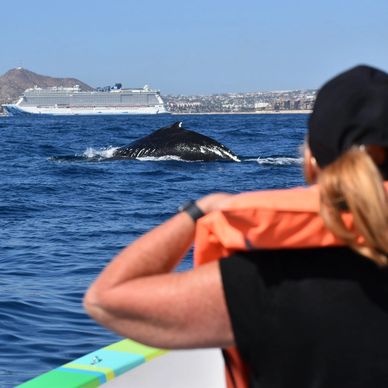 RESPONSIBLE WHALE WATCHING