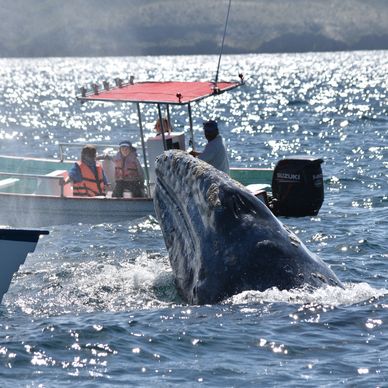 MIGRATION GRAY WHALE